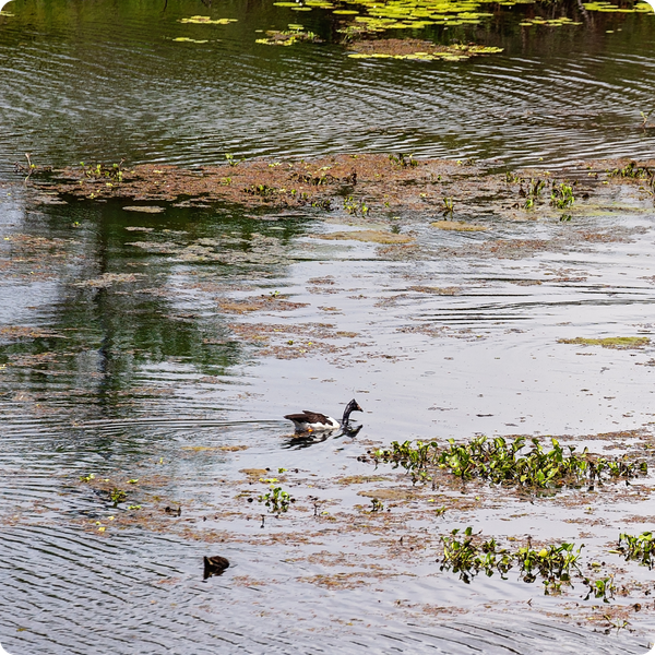 Aquatic Weeds Aquatic Weeds