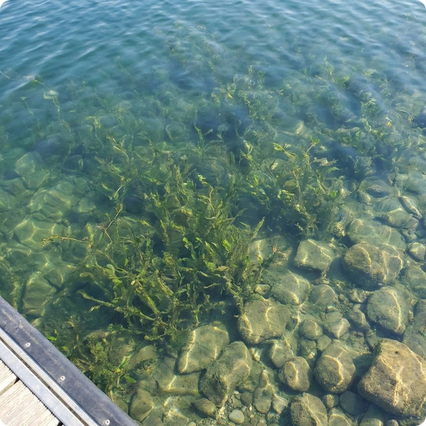 Clear lake water 