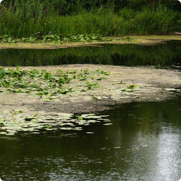 Aquatic Weeds Aquatic Weeds