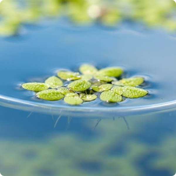 Extreme close-up photography showing the detailed texture of tiny duckweed fronds floating on clear water.