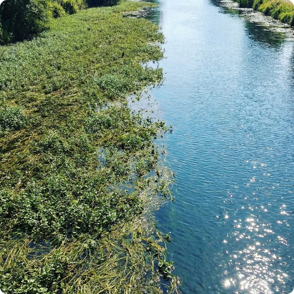 Lake with Hydrilla weeds 