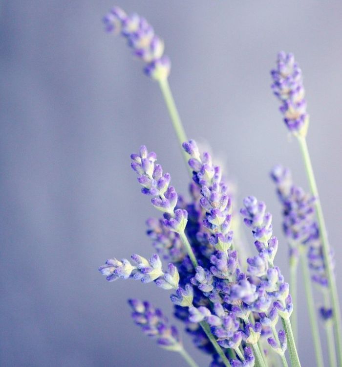 Lavender.pg.jpg