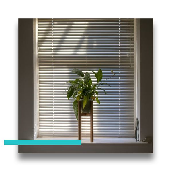 blinds on a window with a plant in front