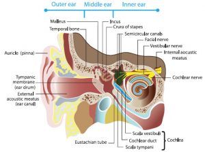 Image from Hometown Hearing Centre shows structure of inner ear.