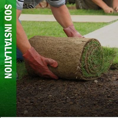 sod installation