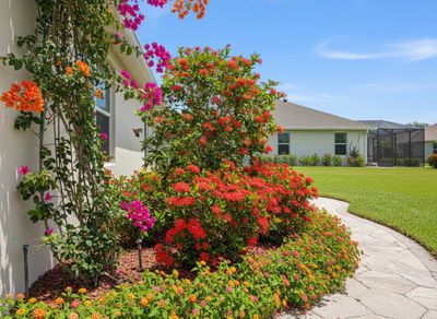 A lush garden with orange bougainvillea, red ixora, and multi-colored flowers next to a white house, a stone path, and green lawn. Vibrant Tropical Garden with Colorful Flowers and Stone Pathway