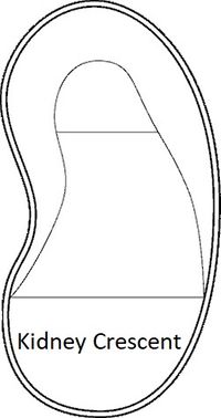 Kidney Crescent.jpg