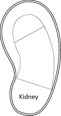 Kidney.jpg