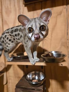 Genet.jpg