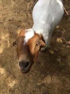 Baby Yo: She is a LaMancha goat. She was purchased by Allan & Renay Watt when they first moved Oak Meadow Ranch to Valley View Texas. She has been here since the beginning and has had three babies the past two years. Baby Yo the LaMancha Goat