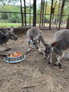 RooBreakfast2.jpg