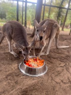 RooBreakfast.jpg