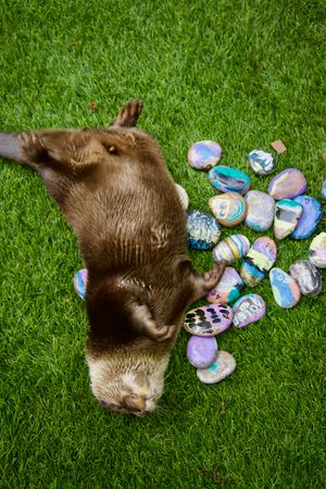 Otter with rocks.jpeg
