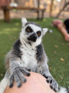 RingtailKnee.jpg