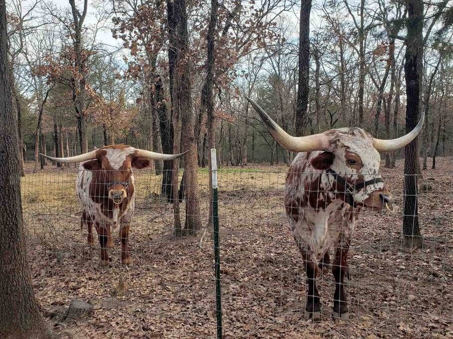 ranch animals