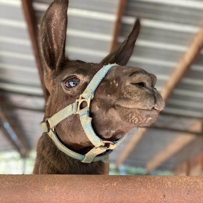 ranch animals