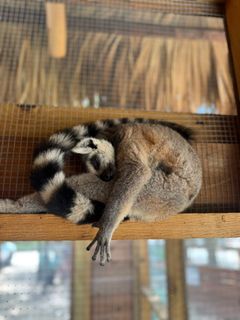 Ringtail3.jpg