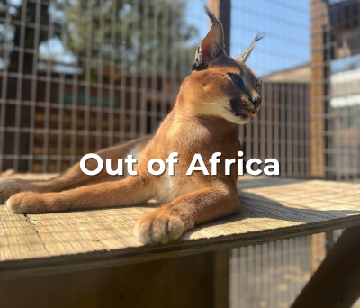 Out of Africa (2).png