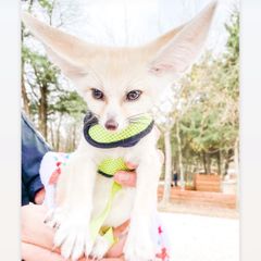 Baby Yoda: Fennec Fox. The smallest fox in the world has enormous ears, a tiny face with a pointy nose and a long black-tipped tail Baby Yoda