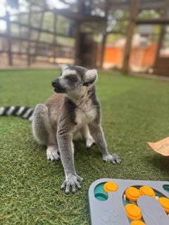 Ringtail.jpg