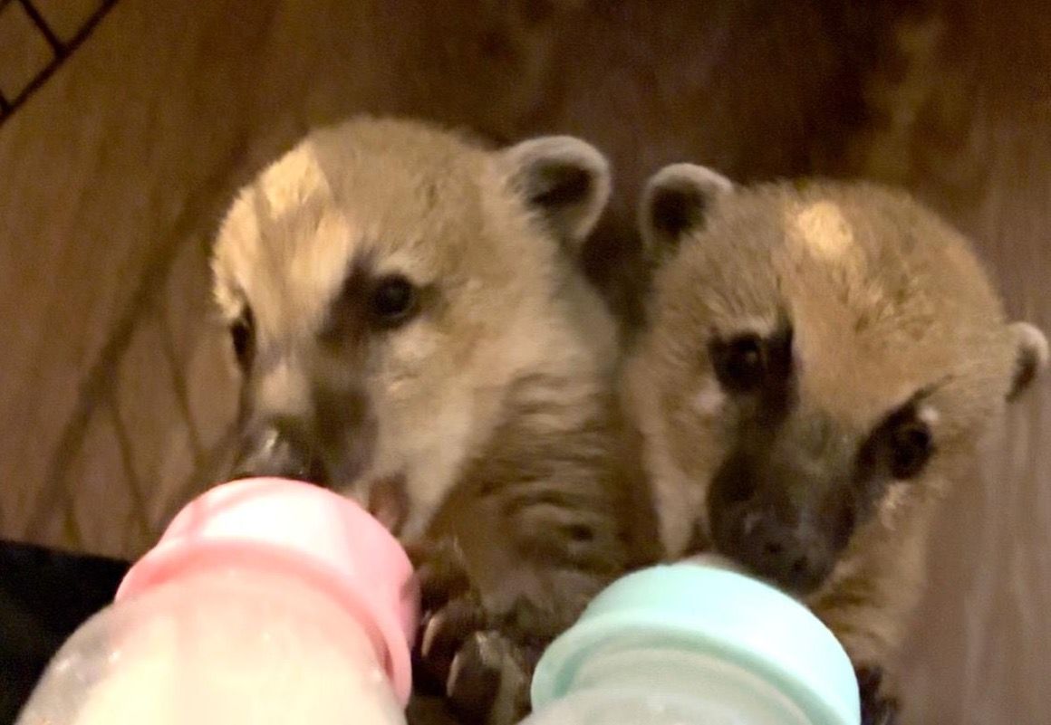 CoatimundiBabies.JPG