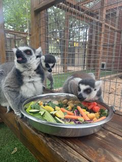 RingtailBreakfast.jpg