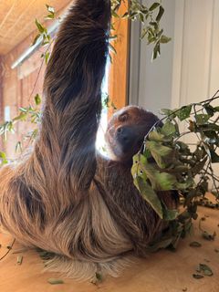 Sloth.jpg