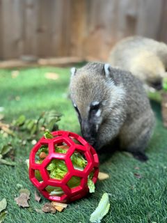 CoatiEnrichment.jpg