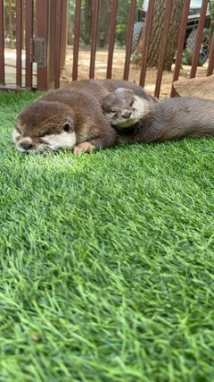 OtterSnuggle.jpg