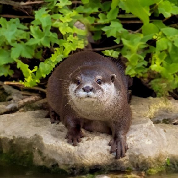 Otter with Green background copy.jpg