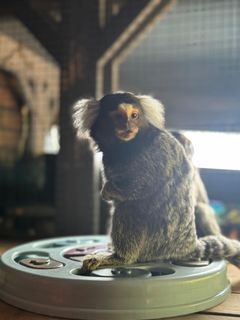 Marmoset.jpg
