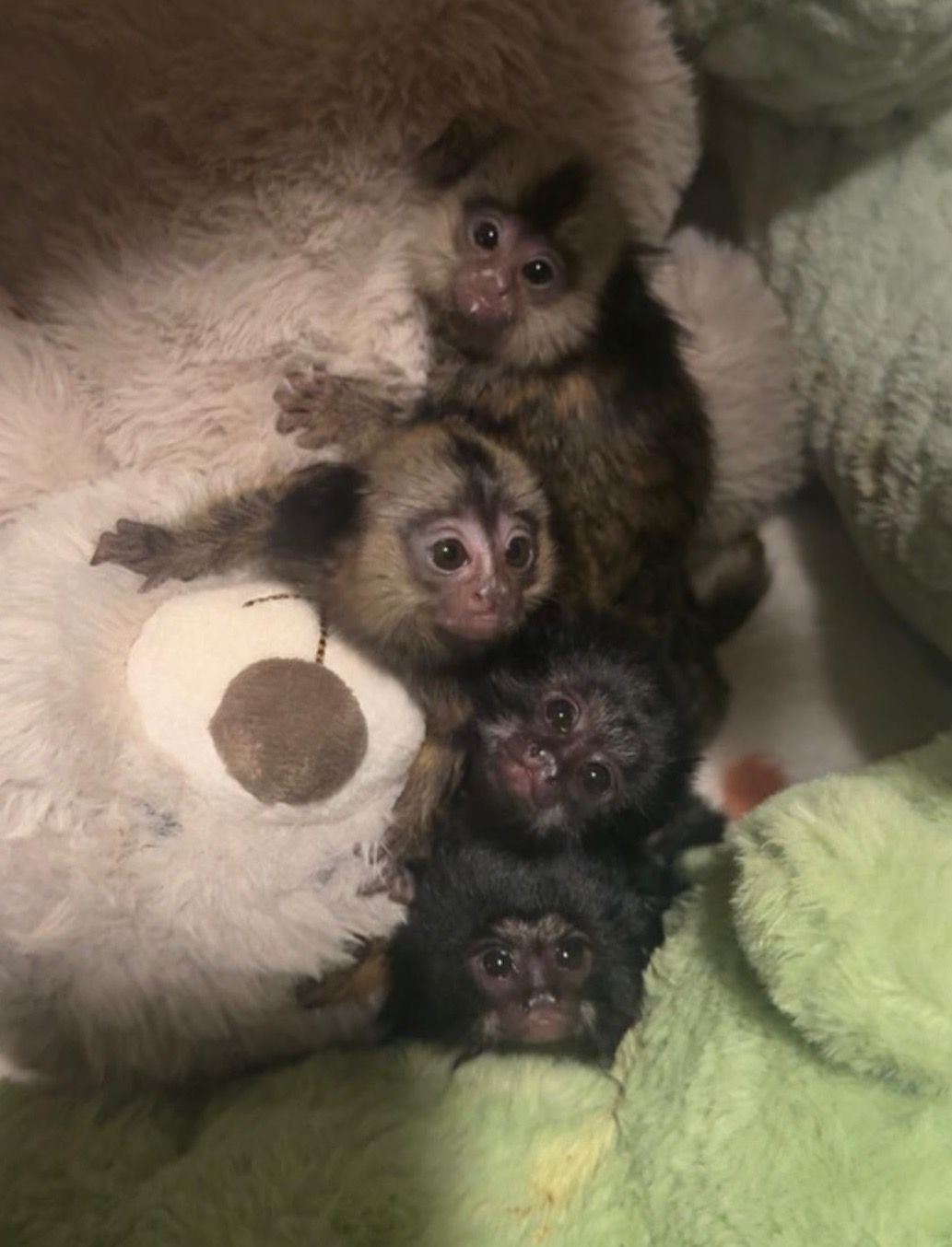 MonkeyBabies.JPG