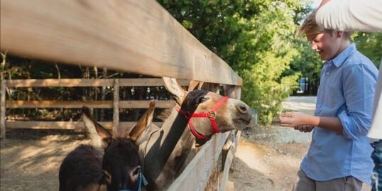 ranch animals