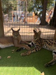 Pharoah&Cleo.jpg
