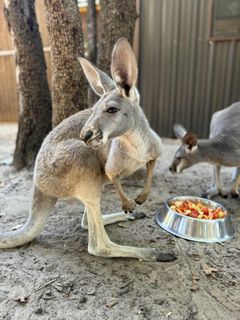 Roo.jpg