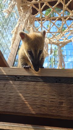 CoatiBaby.jpg