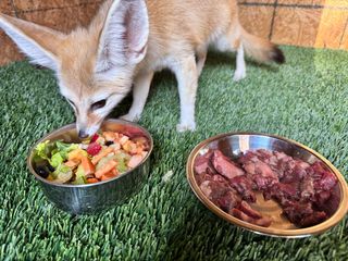 FennecBreakfast.jpg