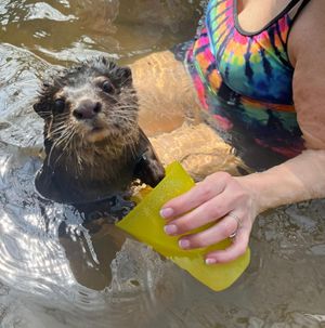 Otter Swim.jpeg