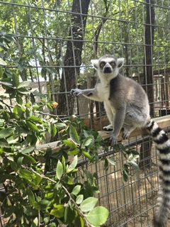 Ringtail2.jpg