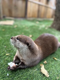 OtterSnack.jpg