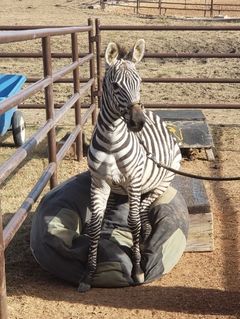 Armani: The beautiful trick zebra. Armani went to “zebra bootcamp” to learn manners and tricks in 2018. He loves sitting on his beanbag. He lives to be loved on. Armani The Beautiful Trick Zebra