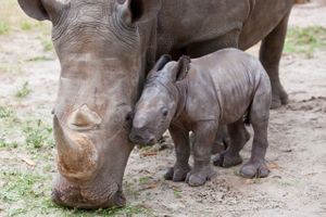 Rhino-with-baby-2560x1710.jpg