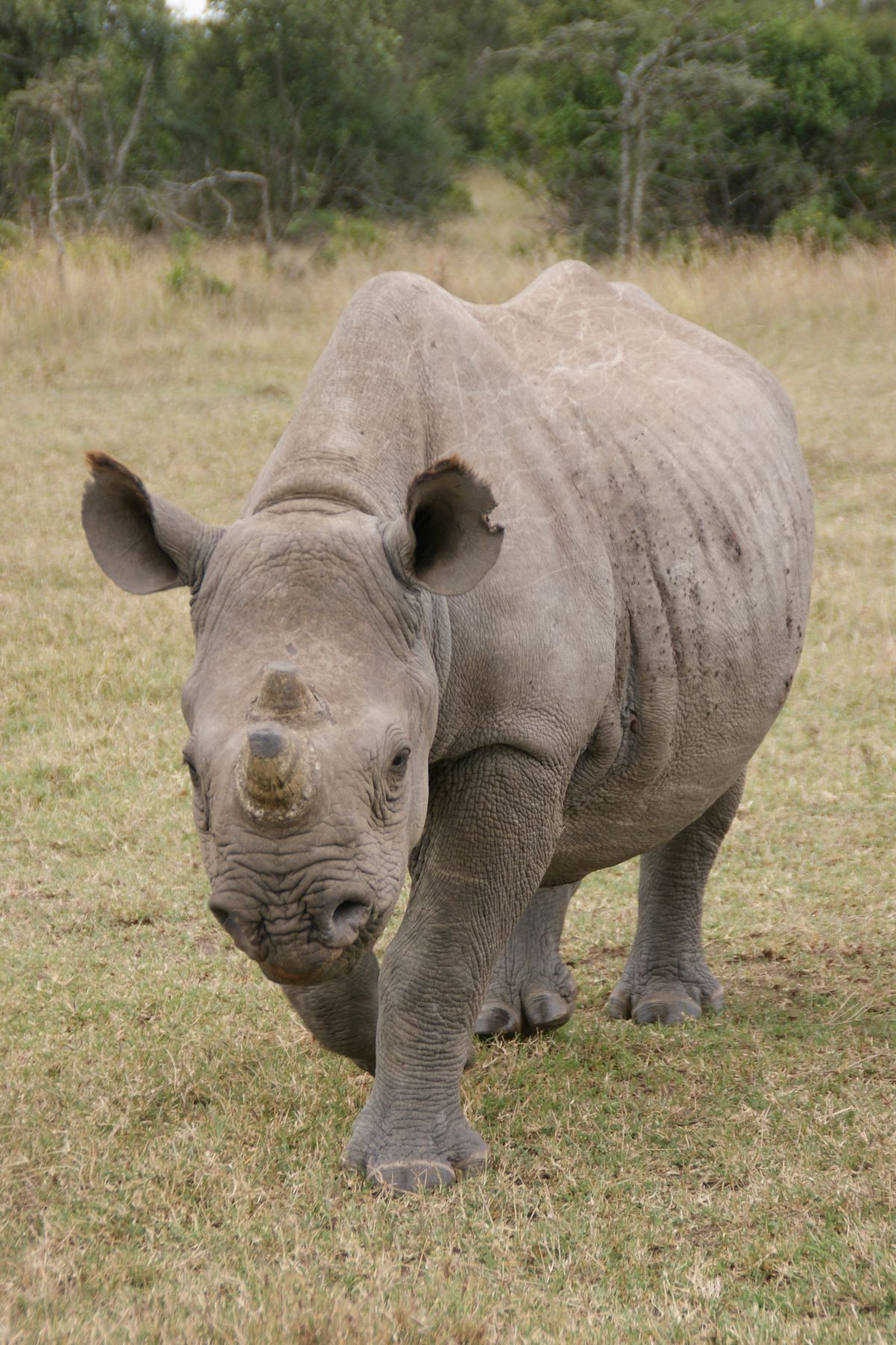 Rhino-portrait-2272x3408.jpg