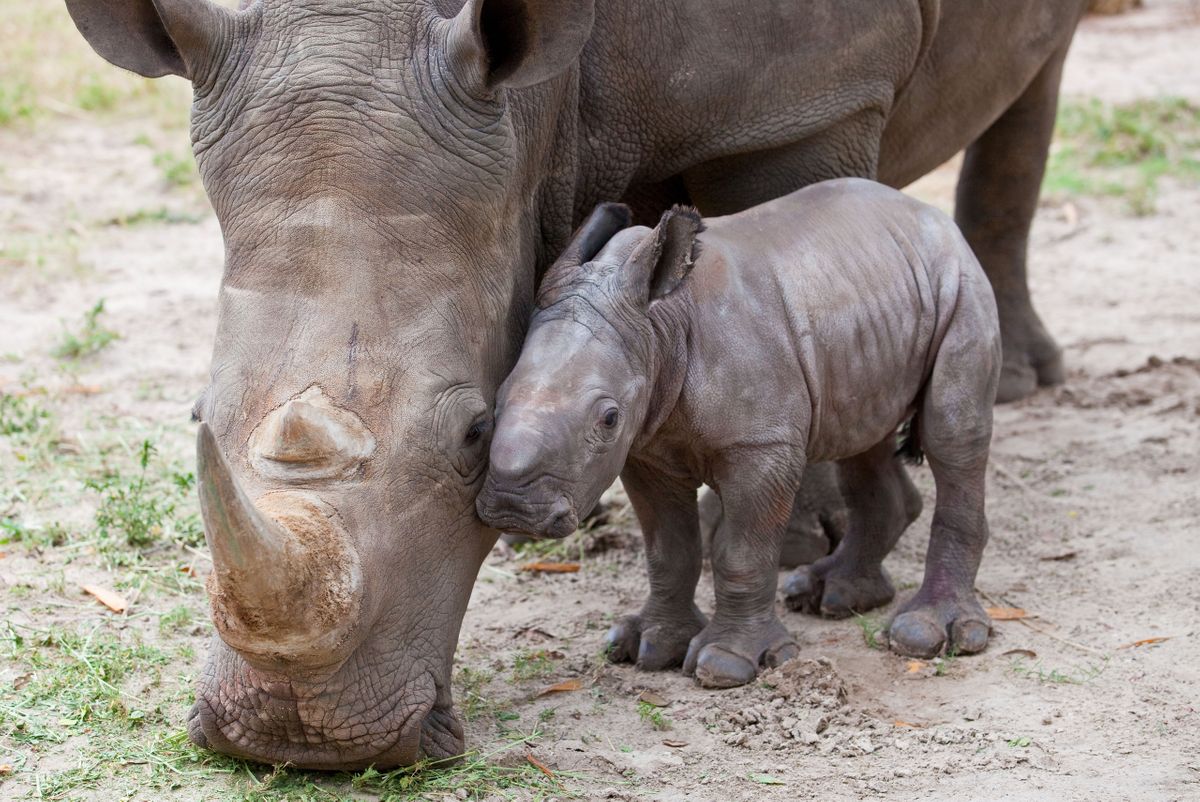 Rhino-with-baby-2560x1710.jpg