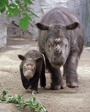Rhino-with-baby-portrait-1622x2028.jpg