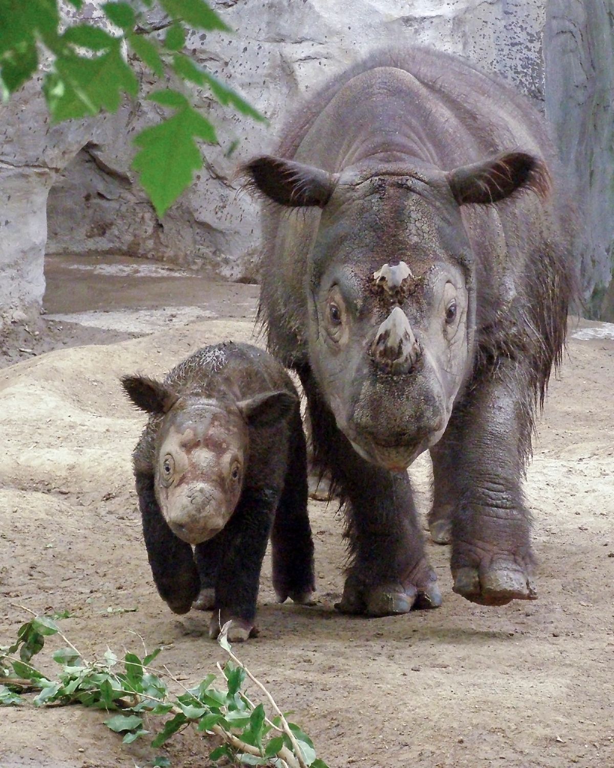 Rhino-with-baby-portrait-1622x2028.jpg