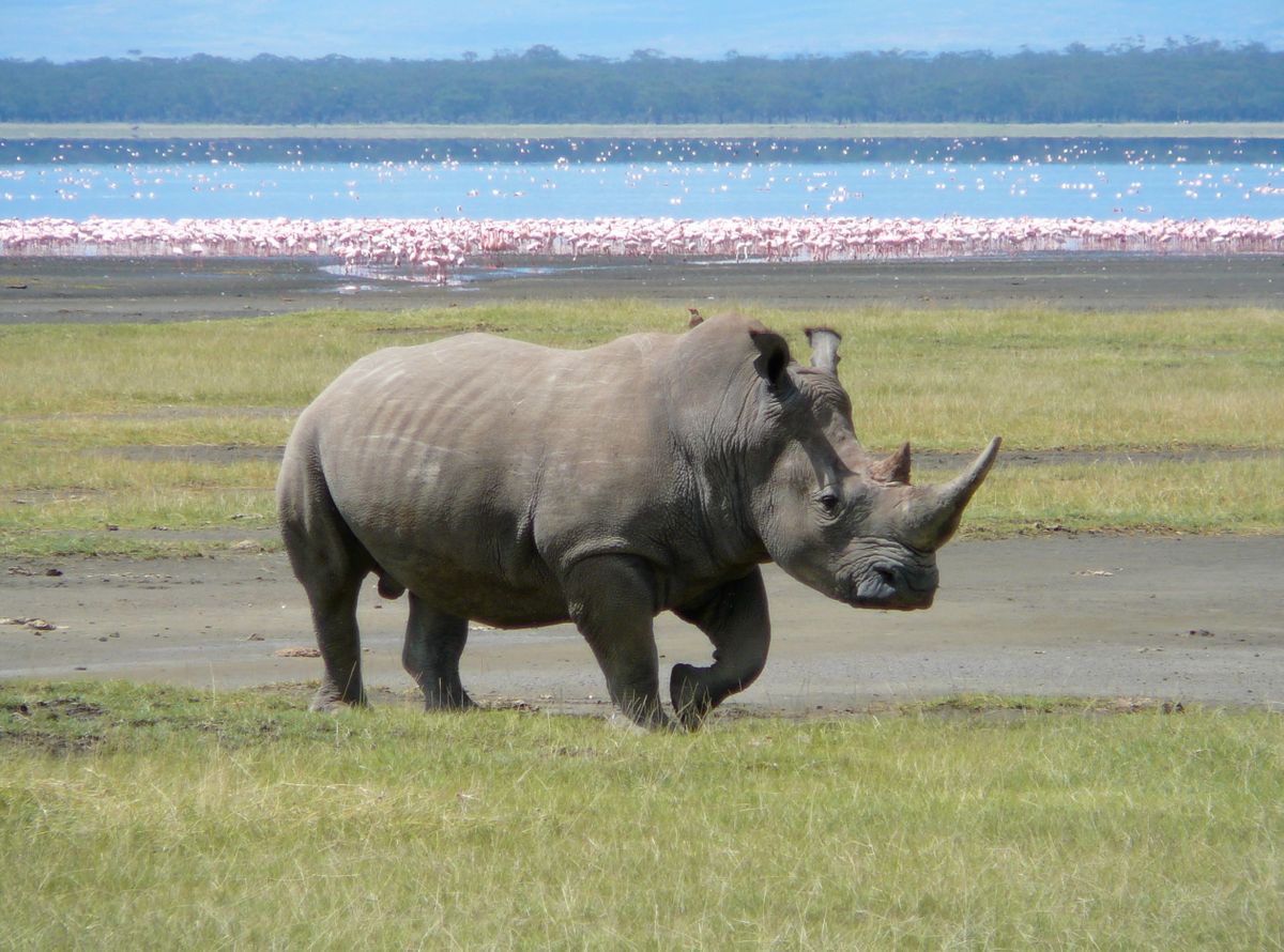 Rhino-lake-2520x1868.jpg
