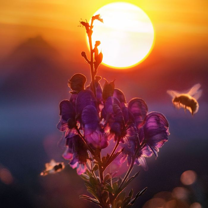 Bees around a flower at sunset