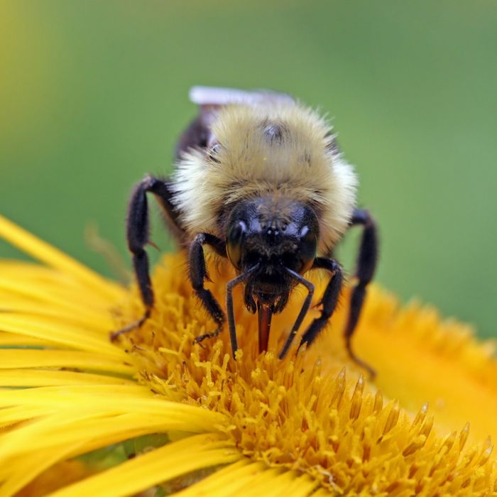 Bee gathering nectar from a flower