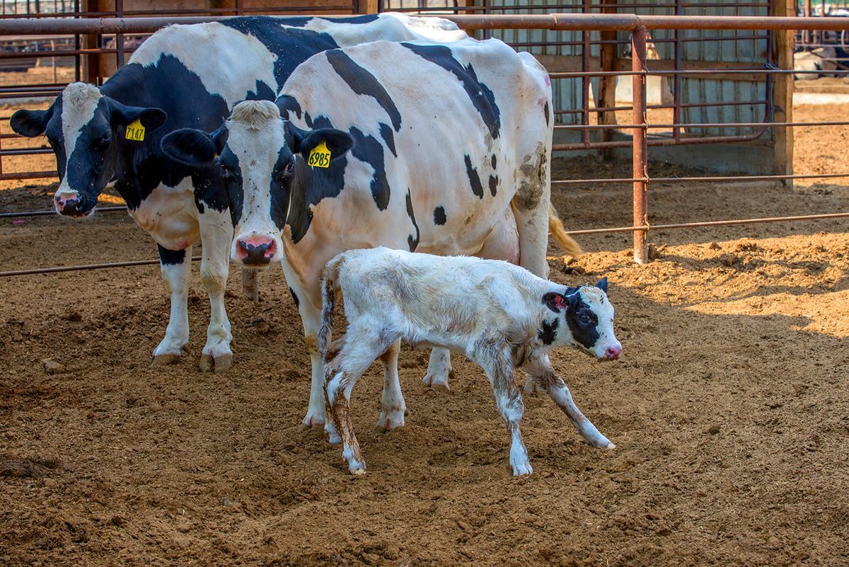A new calf joins the herd.
